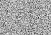 LONZA人骨髓造血干细胞Human Bone Marrow CD34+ Stem/Progenitor Cells